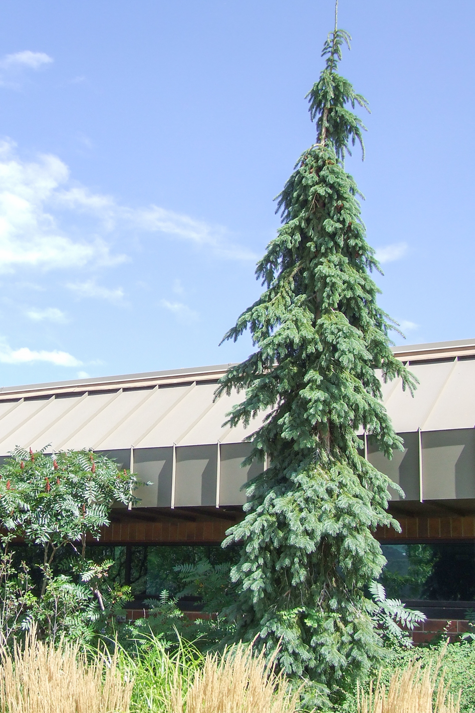 Weeping White Spruce